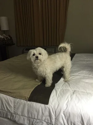 White fluffy dog standing on a bed with striped blanket, indoors.