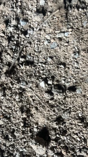 Close-up of dry, cracked soil with small rocks and twigs.