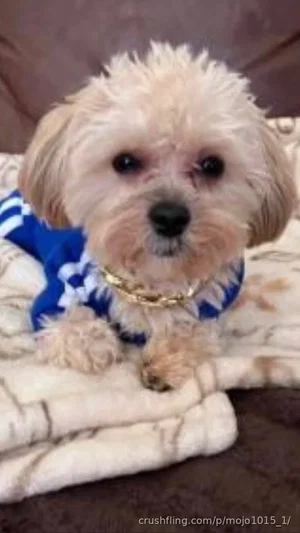 Small fluffy dog wearing blue shirt and gold chain, lying on patterned blanket.