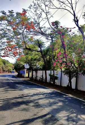 Tree-lined road with blooming flowers and a white wall, outdoor scene.