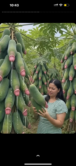 Woman in checkered dress holding papaya in orchard