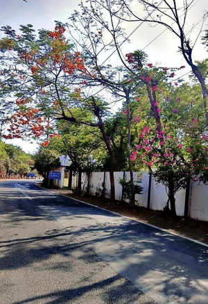 Paved road lined with flowering trees and white wall.