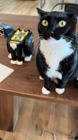 Black and white cat sitting on wooden table next to toy robot.