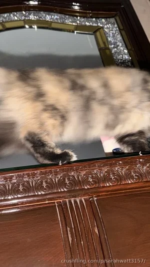 Fluffy cat walking across a mirror with ornate wooden frame.