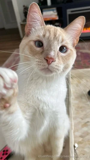 White cat with blue eyes and pink nose sitting indoors, paw raised.