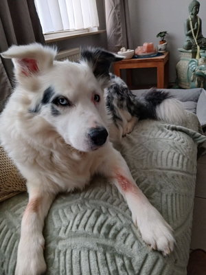 White and black dog lying on a green blanket indoors.