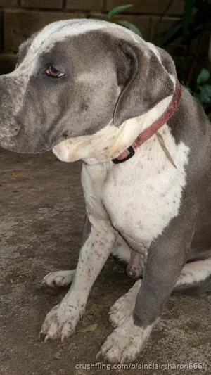 Gray and white dog sitting on concrete outdoors.