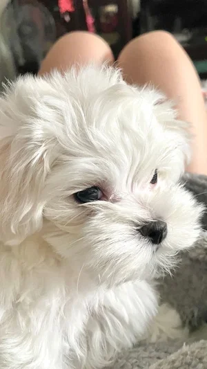 White fluffy dog sitting on lap, legs visible in background, indoor setting.