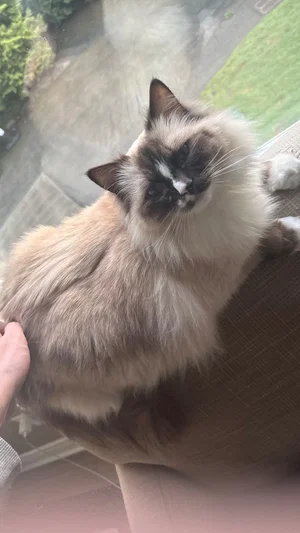 Fluffy cat being petted near a window, outdoors visible in background.