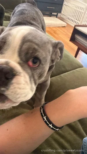Person's arm with black bracelet, gray dog on green couch, indoor setting.