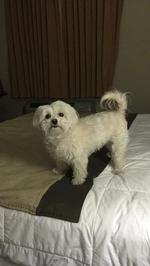 White fluffy dog standing on a bed with striped blanket, indoors.