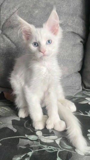 White kitten with blue eyes sitting on a patterned blanket.