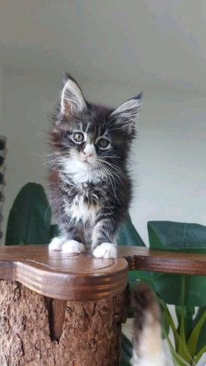 Fluffy black and white kitten standing on wooden perch indoors near green plant.