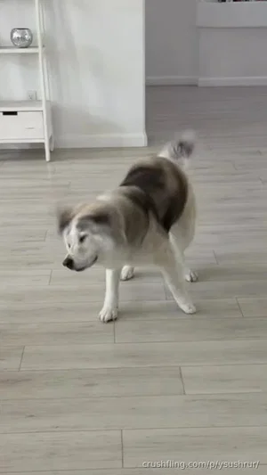 A dog with white and brown fur standing on a light wooden floor indoors.
